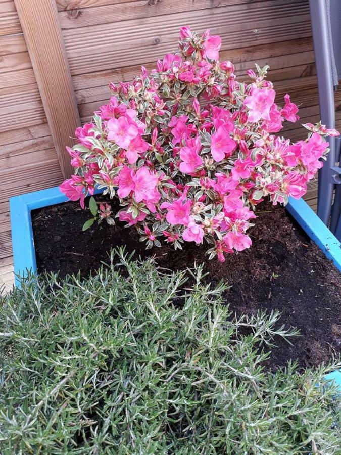 Les Belles Terrasses Dieppe ,3 Appartements , Le Vegetal De 1 A 8 Personnes , Le Tropical De 1 A 6 Personnes , Le Floral Avec Terrasse De 1 A 3 Personnes , Quartier Calme Au Stationnement Gratuit A Cote De L'Avenue Verte ภายนอก รูปภาพ